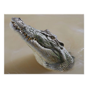 Foto Crocodilo australiano Darwin da água salgada