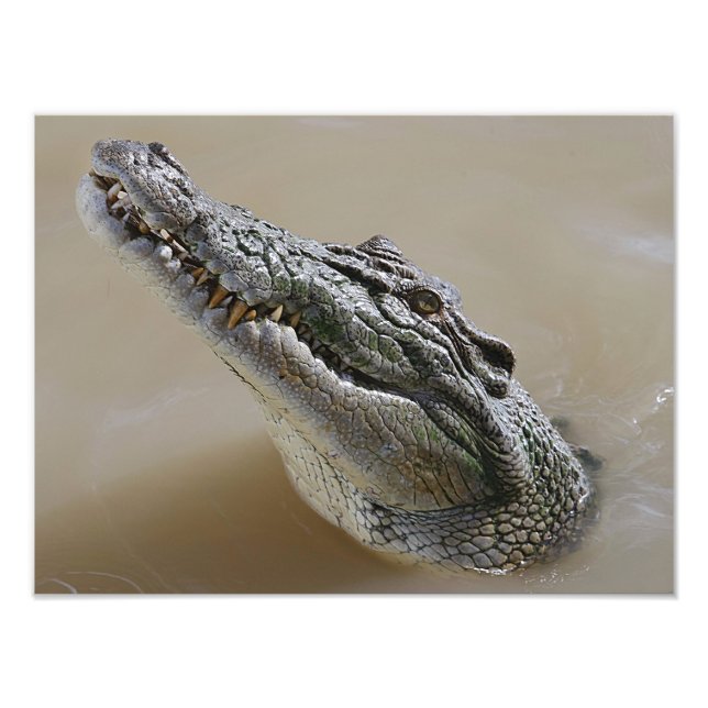 Foto Crocodilo de Água Salgada australiano Darwin (Frente)