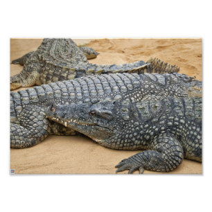 Foto Crocodilos