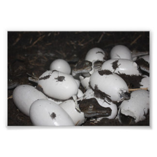 Foto Crocodilos de Bebê