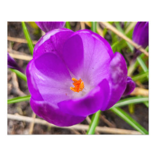 Foto Crocus