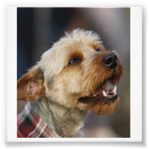 Foto Cruz de Terrier de beira