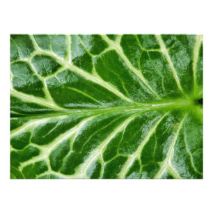 Foto Cuckoo Pint Plant