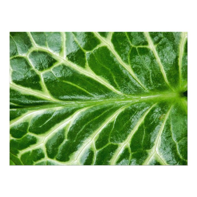Foto Cuckoo Pint Plant (Frente)