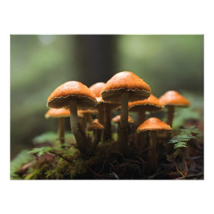 Foto Cultivo de cogumelos na floresta