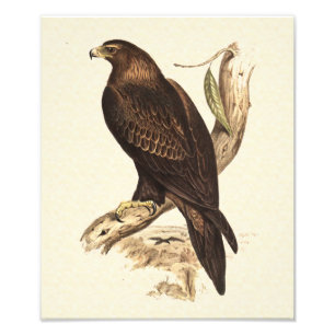 Foto Cunha australiana Eagle atado. Pássaro de rapina