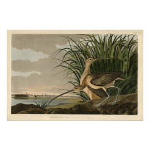 Foto Curlew de bico longo das Aves da América de Audubo