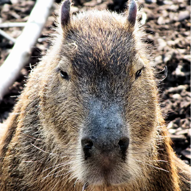 Capa Para iPad Mini Óptica desenho animado de capybara ukulele