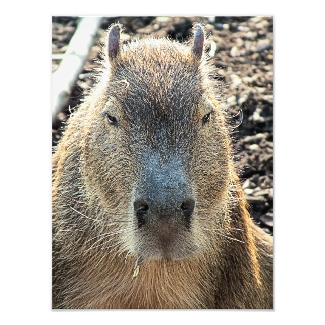 Etiqueta De Nome Óptica desenho animado de capybara ukulele