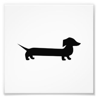 Foto Cute Dachshund
