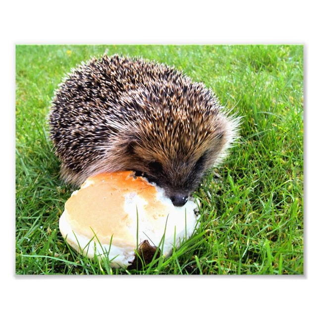 FOTO CUTE HEDGEHOG (Frente)