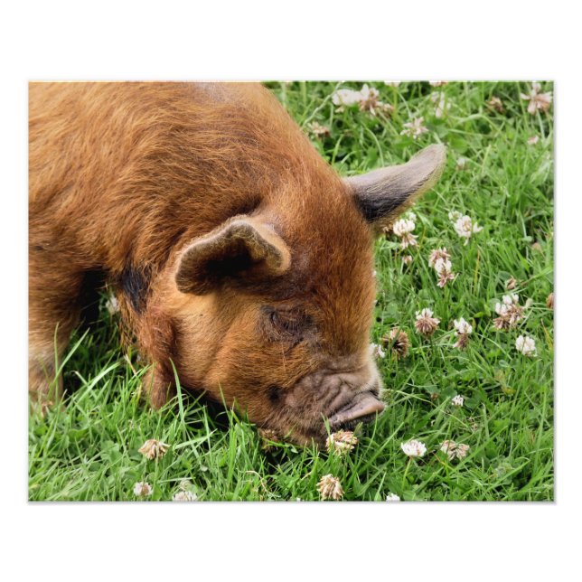 FOTO CUTE PIG  (Frente)