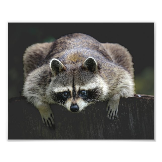 Foto Cute Raccoon Sentado Em Uma Vida Selvagem (Frente)