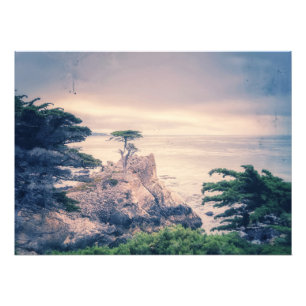 Foto Cypress Solitário