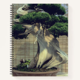Foto da árvore do Juniper Bonsai Chinês