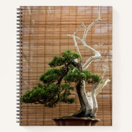 Foto da árvore do Juniper Bonsai Chinês