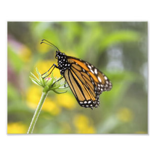 Foto da Borboleta Monarch