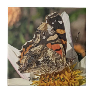 Foto da Borboleta Painted Lady na Natureza