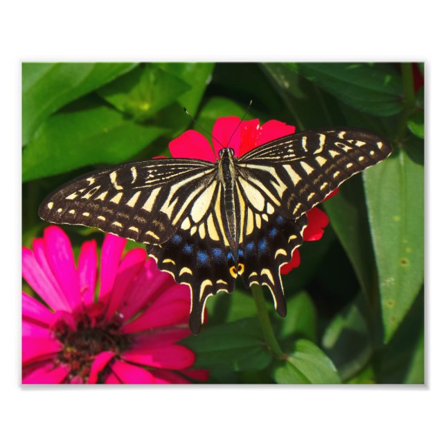 Foto da Borboleta Swallowtail (Frente)