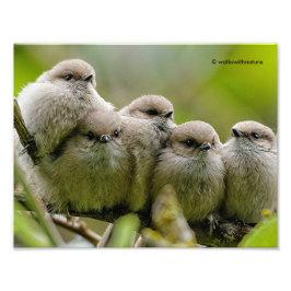Foto da Família Songbird, Cute Bushtits
