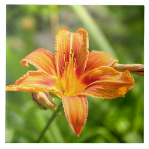 Foto da flor de lírio grande e fofa