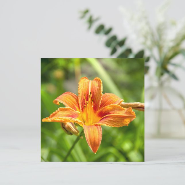 Foto da flor grande e fofa de Lírio (Em pé/Frente)