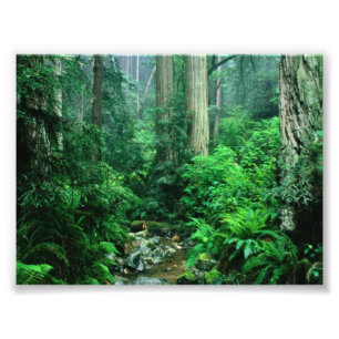 Foto da floresta húmida