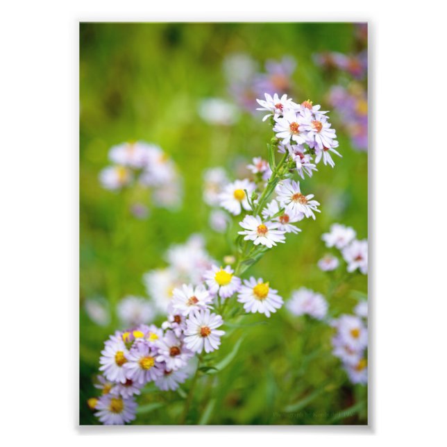 Foto da Linhagem de Beleza (Frente)