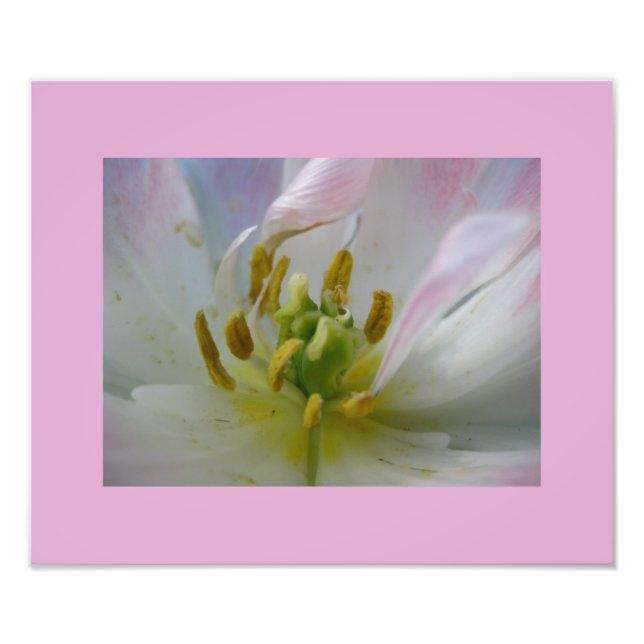 Foto da Macro Tulip Rosa (Frente)