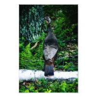 Foto da Mãe Turquia