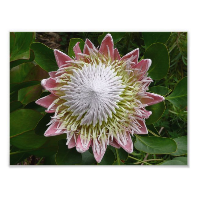 Foto da Natureza da Flor Grande Rosa e Branca (Frente)