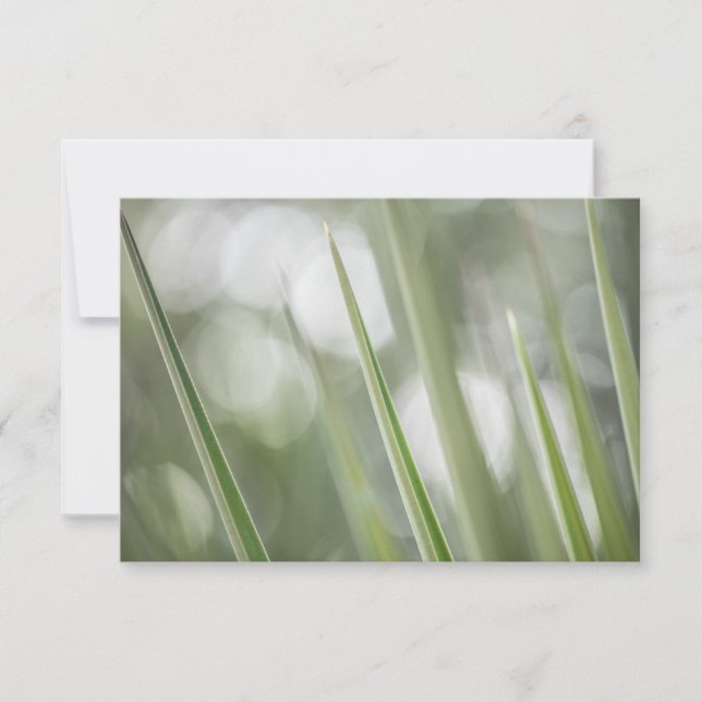 Foto da natureza da planta verde-pomposa (Frente)