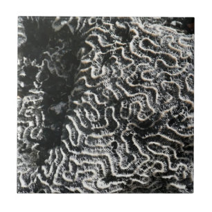 Foto da natureza do Abstrato Black and White Coral