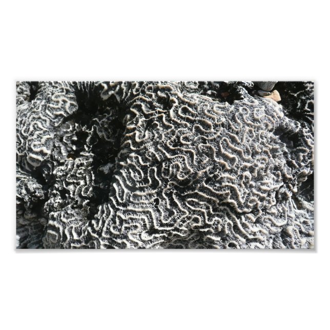 Foto da natureza do Abstrato Black and White Coral (Frente)