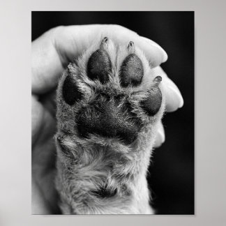 Foto da Pata Personalizada 8 por 10 Poster de Retr