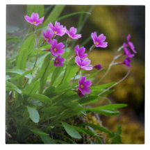 Foto da Primula Maguire © Sandy Long