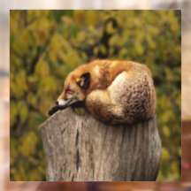 Foto da raposa que dorme