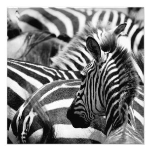 Foto da zebra