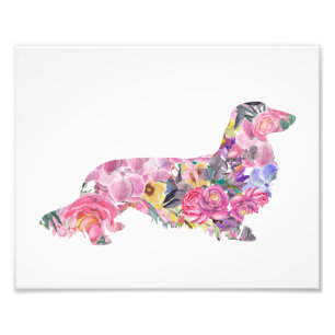 Foto Dachshund de Cabelo Longo