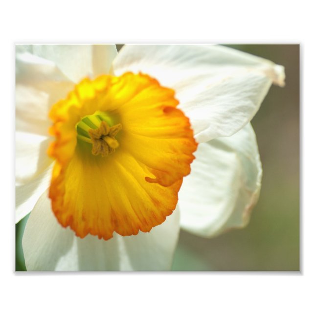 Foto Daffodil (Frente)