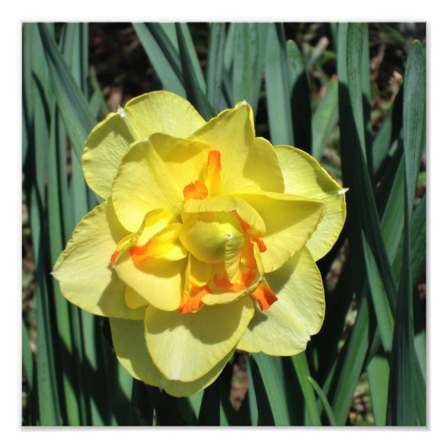 Foto Daffodil Amarelo de 12"x12" (Frente)