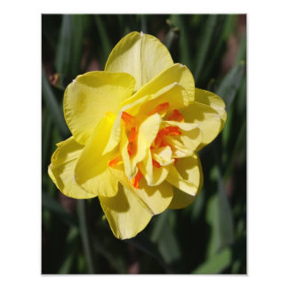 Foto Daffodil de 11"x14"