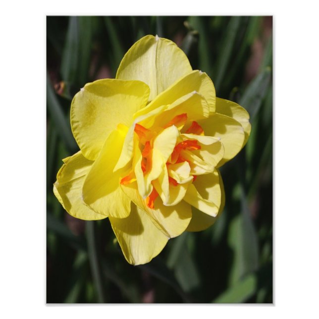 Foto Daffodil de 11"x14" (Frente)