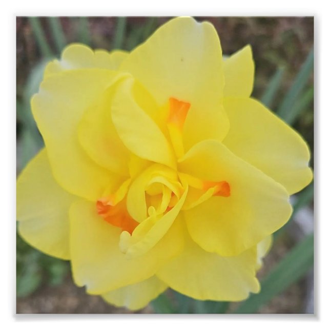 Foto Daffodil Ruffled (Frente)