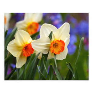 Foto Daffodilos luminosos