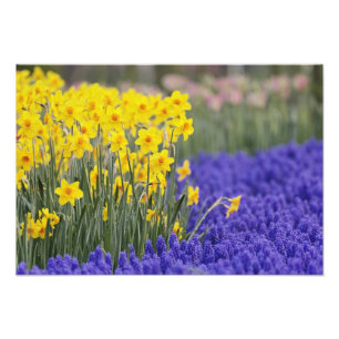 Foto Daffodils e Grape Hyacinth, Keukenhof 3