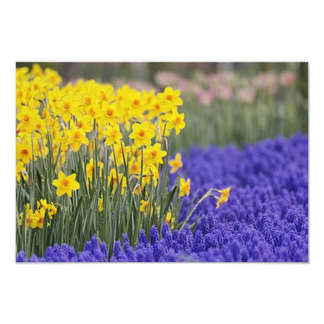 Foto Daffodils e Grape Hyacinth, Keukenhof 3 (Frente)