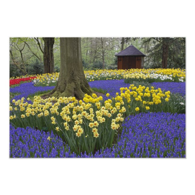 Foto Daffodils, jacinto de uva e jardim de tulipas, (Frente)