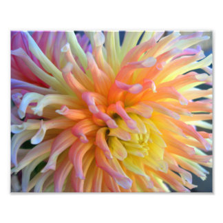 Foto Dahlia Close 10x8