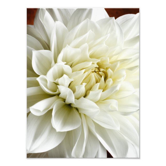 Foto Dahlia White Dahlia Closeup Flower Modelo (Frente)